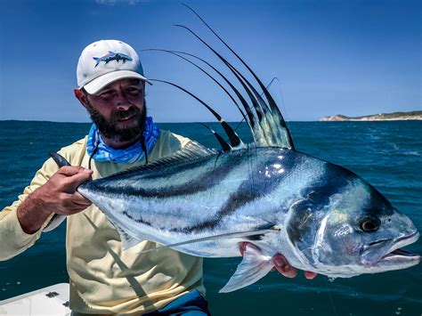 rooster fish|Giant Roosterfish of El Salvador .